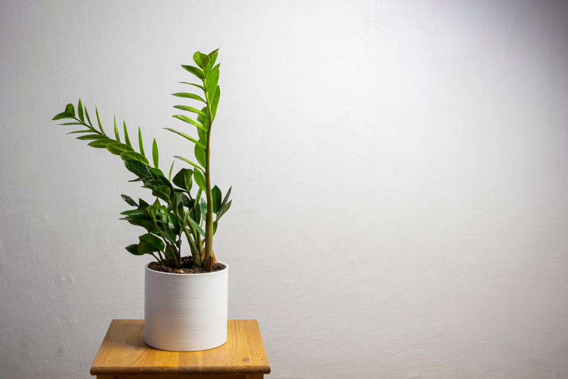 Modern trend plant zamioculcas