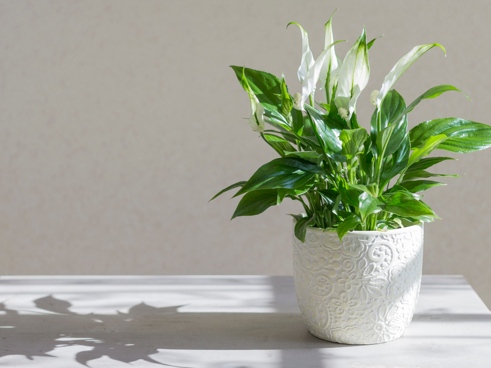 spathiphyllum. green houseplant in a light pot. sunlight.