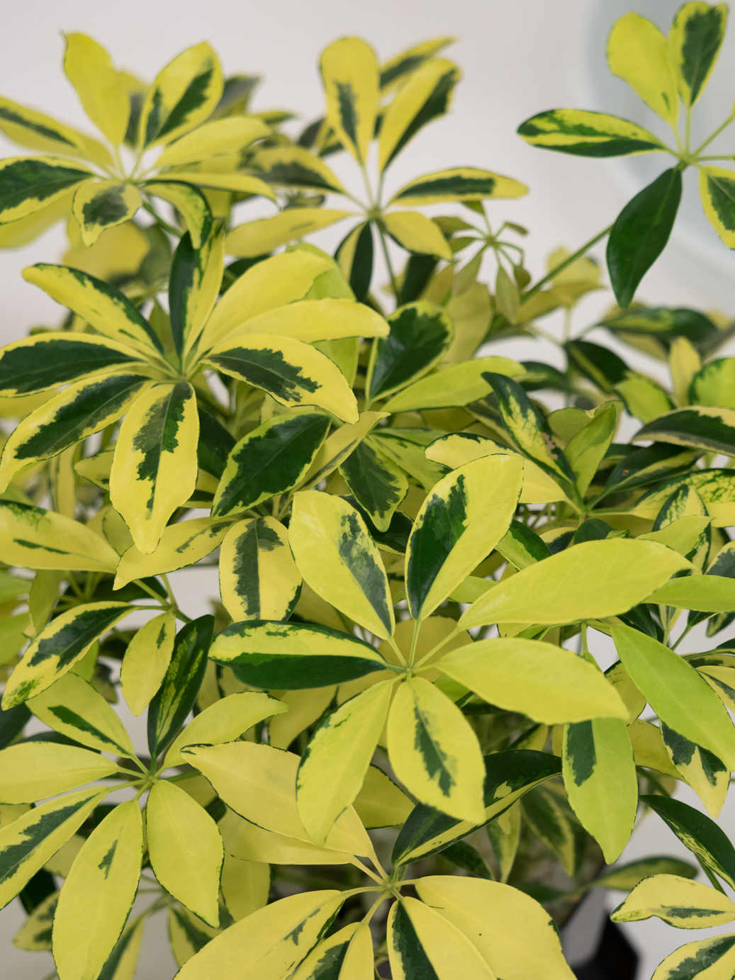 Houseplant named shefflera