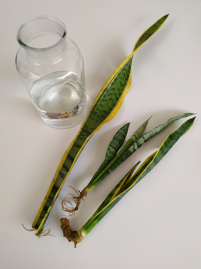 Sansevieria