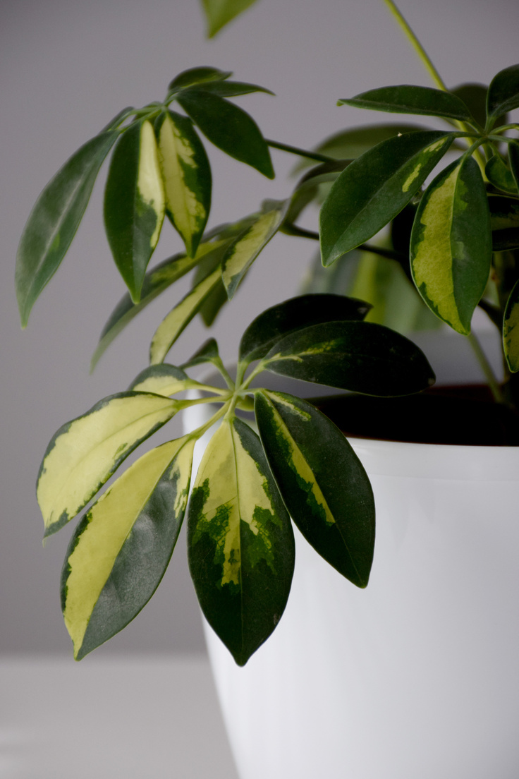 Houseplant schefflera