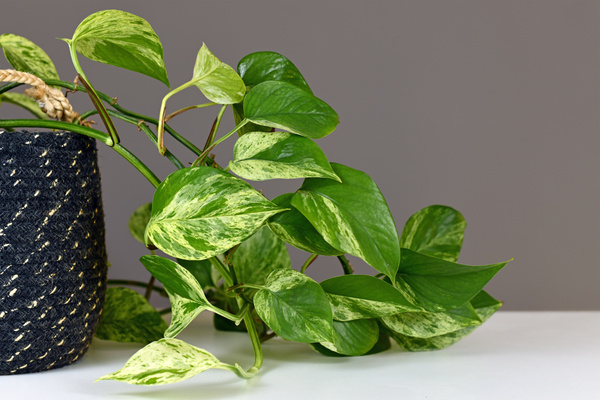 Leaves of tropical 'Epipremnum Aureum Marble Queen' pothos houseplant with white variegation