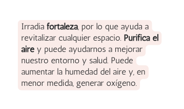 Irradia fortaleza por lo que ayuda a revitalizar cualquier espacio Purifica el aire y puede ayudarnos a mejorar nuestro entorno y salud Puede aumentar la humedad del aire y en menor medida generar oxígeno