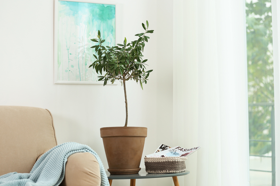 Pot with Olive Tree in Cozy Interior