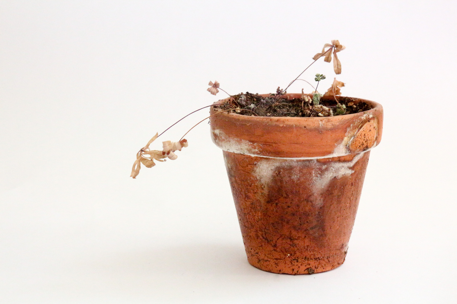 Dead Potted Plant on White Background